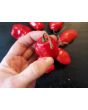 Hot Pepper 'Rocopica' Seeds (Certified Organic)