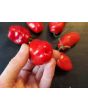 Hot Pepper 'Rocopica' Seeds (Certified Organic)