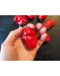 Hot Pepper 'Rocopica' Seeds (Certified Organic)