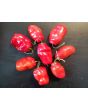 Hot Pepper 'Rocopica' Seeds (Certified Organic)