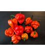 Hot Pepper ‘Scotch Bonnet MOA Red’ Seeds (Certified Organic)