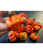 Hot Pepper ‘Scotch Bonnet MOA Red’ Seeds (Certified Organic)