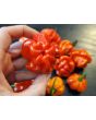 Hot Pepper ‘Scotch Bonnet MOA Red’ Seeds (Certified Organic)