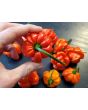 Hot Pepper ‘Scotch Bonnet MOA Red’ Seeds (Certified Organic)