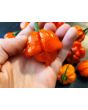 Hot Pepper ‘Scotch Bonnet MOA Red’ Seeds (Certified Organic)