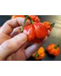 Hot Pepper ‘Scotch Bonnet MOA Red’ Seeds (Certified Organic)