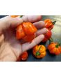 Hot Pepper ‘Scotch Bonnet MOA Red’ Seeds (Certified Organic)