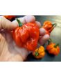 Hot Pepper ‘Scotch Bonnet MOA Red’ Seeds (Certified Organic)
