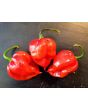 Hot Pepper ‘Scotch Bonnet MOA Red’ Seeds (Certified Organic)