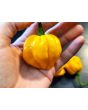Hot Pepper ‘Scotch Bonnet MOA Yellow’ Seeds (Certified Organic)