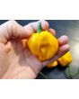 Hot Pepper ‘Scotch Bonnet MOA Yellow’ Seeds (Certified Organic)