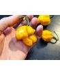 Hot Pepper ‘Scotch Bonnet MOA Yellow’ Seeds (Certified Organic)