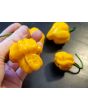 Hot Pepper ‘Scotch Bonnet MOA Yellow’ Seeds (Certified Organic)