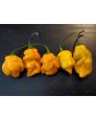 Hot Pepper 'Lemon Ghostly Jalapeno' Seeds (Certified Organic)