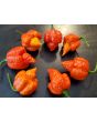 Hot Pepper 'Mustard Moruga Brains x Gator Jigsaw RED CROSS' Seeds (Certified Organic)