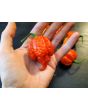 Hot Pepper 'Mustard Moruga Brains x Gator Jigsaw RED CROSS' Seeds (Certified Organic)