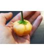 Mild Pepper 'Peppapeach' AKA 'Peachadew' Seeds (Certified Organic)
