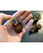 Hot Pepper 'Mustard Moruga Brains x Gator Jigsaw CHOCOLATE CROSS' Seeds (Certified Organic)