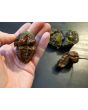 Hot Pepper 'Mustard Moruga Brains x Gator Jigsaw CHOCOLATE CROSS' Seeds (Certified Organic)