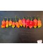Hot Pepper ‘Lemon Reaper Red Cross’ (Aji Lemon x Carolina Reaper) Seeds (Certified Organic)