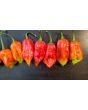 Hot Pepper ‘Lemon Reaper Red Cross’ (Aji Lemon x Carolina Reaper) Seeds (Certified Organic)