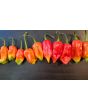 Hot Pepper ‘Lemon Reaper Red Cross’ (Aji Lemon x Carolina Reaper) Seeds (Certified Organic)