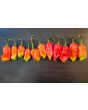 Hot Pepper ‘Lemon Reaper Red Cross’ (Aji Lemon x Carolina Reaper) Seeds (Certified Organic)