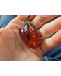 Hot Pepper '7 Pot Black’ Seeds (Certified Organic)
