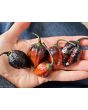 Hot Pepper '7 Pot Black’ Seeds (Certified Organic)