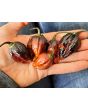 Hot Pepper '7 Pot Black’ Seeds (Certified Organic)
