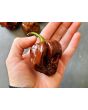Hot Pepper ‘Trinidad Chocolate Scorpion Cappuccino’ Seeds (Certified Organic)
