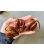 Hot Pepper ‘Trinidad Chocolate Scorpion Cappuccino’ Seeds (Certified Organic)