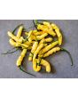 Hot Pepper ‘Aribibi Gusano' AKA 'Caterpillar Pepper' Seeds (Certified Organic)