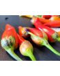 Hot Pepper ‘Bleeding Rawit White' Seeds (Certified Organic)