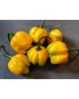 Hot Pepper ‘Trinidad Scorpion Orange’ Seeds (Certified Organic)
