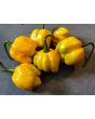 Hot Pepper ‘Trinidad Scorpion Orange’ Seeds (Certified Organic)