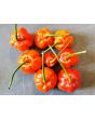 Hot Pepper ‘Bleeding Jack' Seeds (Certified Organic)