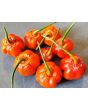 Hot Pepper ‘Bleeding Jack' Seeds (Certified Organic)