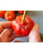 Hot Pepper ‘Bleeding Jack' Seeds (Certified Organic)
