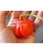 Hot Pepper ‘Bleeding Jack' Seeds (Certified Organic)