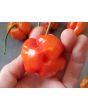 Hot Pepper ‘Bleeding Jack' Seeds (Certified Organic)