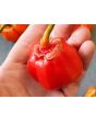 Hot Pepper ‘Bleeding Jack' Seeds (Certified Organic)