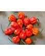 Hot Pepper 'Red 7 Pot’ Seeds (Certified Organic)