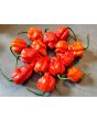 Hot Pepper 'Red 7 Pot’ Seeds (Certified Organic)