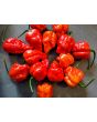 Hot Pepper 'Red 7 Pot’ Seeds (Certified Organic)