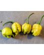 Hot Pepper ‘Golden Carolina Reaper' Seeds (Certified Organic)