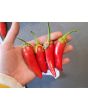 Hot Pepper ‘Bleeding Rawit White' Seeds (Certified Organic)