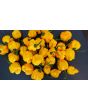 Hot Pepper 'Papa Dreadie Scotch Bonnet' Seeds (Certified Organic)