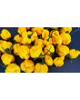 Hot Pepper 'Papa Dreadie Scotch Bonnet' Seeds (Certified Organic)