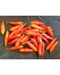 Hot Pepper ‘Aji Omnicolor' Seeds (Certified Organic)